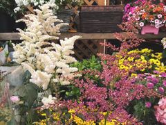 -双季花艺园艺市场(浦东店)