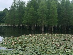-白鹭湾湿地公园