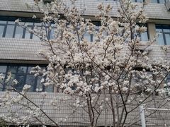 -桃花堤公园