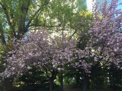 -北海道厅旧本厅舍(旧本庁舎)