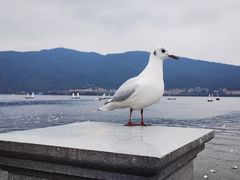 -海埂大坝