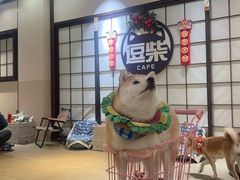 -逗柴咖啡屋·狗咖猫咖宠物桌游