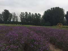 -北京东方普罗旺斯薰衣草庄园