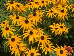 -永定河休闲森林公园