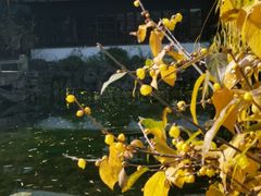 -东山雕花楼