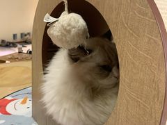 -猫和宫(六道口店)