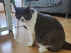 -猫音日语留学培训