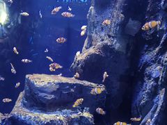 -海合安武汉极地海洋公园