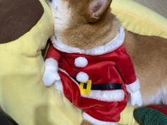 -逗柴咖啡屋·狗咖猫咖宠物桌游
