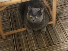 -宠爱国际动物医院·消化内科·心肾内科·ISFM猫友好(望京店)