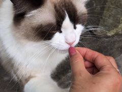 -喵屿·大理花园猫咖