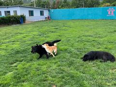 -趣玩宠物乐园寄养训犬训狗游泳池