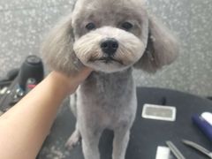 -宠物家(角门东店)