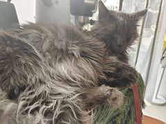 -平行世界·猫咖(首经贸店)