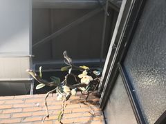 -山楂树融合菜餐厅