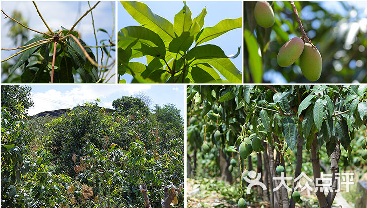 纽扣水果 攀枝花芒果生长环境                 woniuhuifei