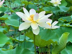 -莲花池公园