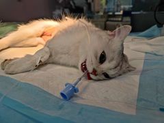 -伟伟宠物医院·CT影像中心·瑞派犬猫综合性门诊(汉口总院)