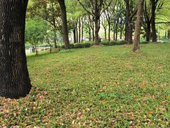 -陆家嘴中心绿地