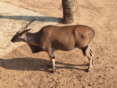 -西霞口神雕山野生动物世界