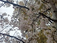 -高东镇樱花园