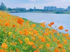 -洋湖国家湿地公园