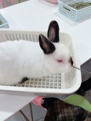 -Moni星球萌宠·小马宝莉·灵蛇·高端高阶全萌宠互动体验俱乐部(红豆国际广场店)