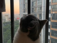 -瑞鹏宠物医院·夜间急症·心超·猫科(祖庙分店)