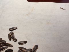 -鸣记脆皮烤鱼·海鲜烤鱼(三八广场店)