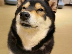 -逗柴咖啡屋·狗咖猫咖宠物桌游
