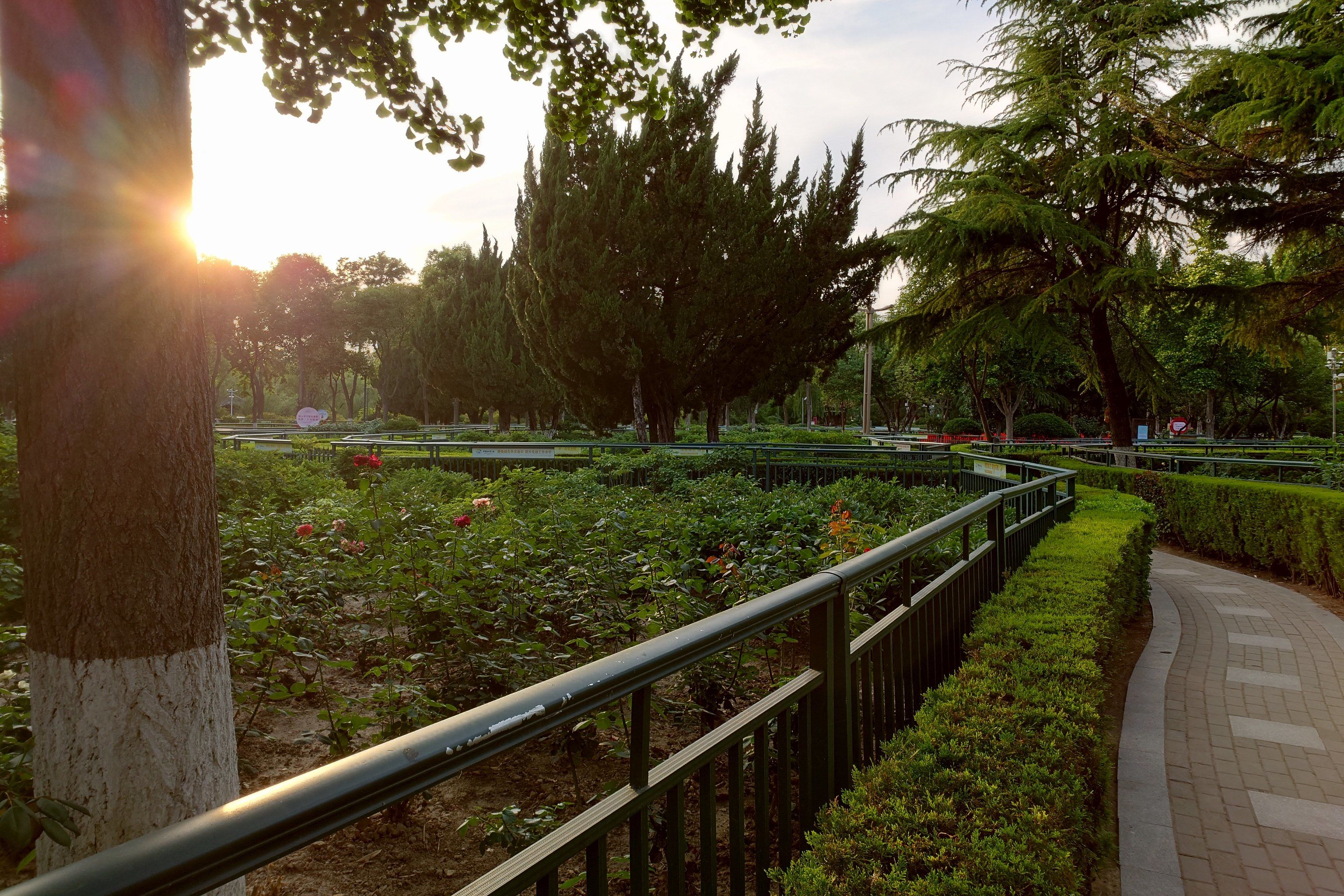 城市公园图鉴——《菏泽天香公园》