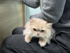 -嘉馨宠物医院·CT影像转诊·心脏科·犬猫全科诊疗中心(下沙大学城院区)