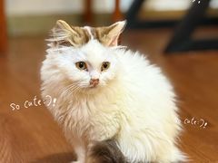 -楼上猫咖(罗湖店)