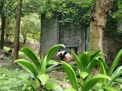 -都江堰中华大熊猫苑