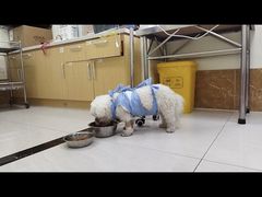 -美联众合动物医院·24h京西诊疗中心