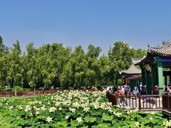 -莲花池公园