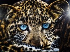 -罗红摄影艺术馆