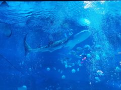 -烟台海昌鲸鲨海洋公园