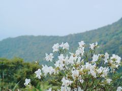 -梧桐山风景名胜区