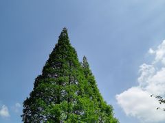 -苏州上方山国家森林公园