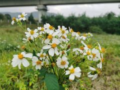 -光明小镇欢乐田园