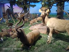 -国家自然博物馆