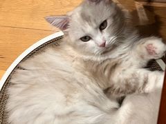 -山宅一喵德文卷毛猫舍