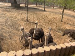 -石家庄市动物园