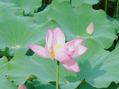 -贵州省植物园