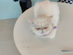 -怪兽屋·羊驼·猫咖·狗咖(俊华广场店)