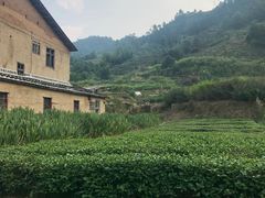 -福建土楼（华安）旅游区•大地土楼群