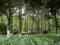 -重庆中央公园(渝北区)