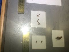 -上海昆虫博物馆