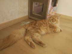 -猫腻·猫咖·撸猫馆(星光大道店)